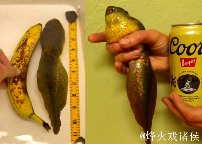 潜入奇幻世界：蝌蚪我窝的秘密生活